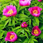 Paeonia officinalis | Foto C. Mariani